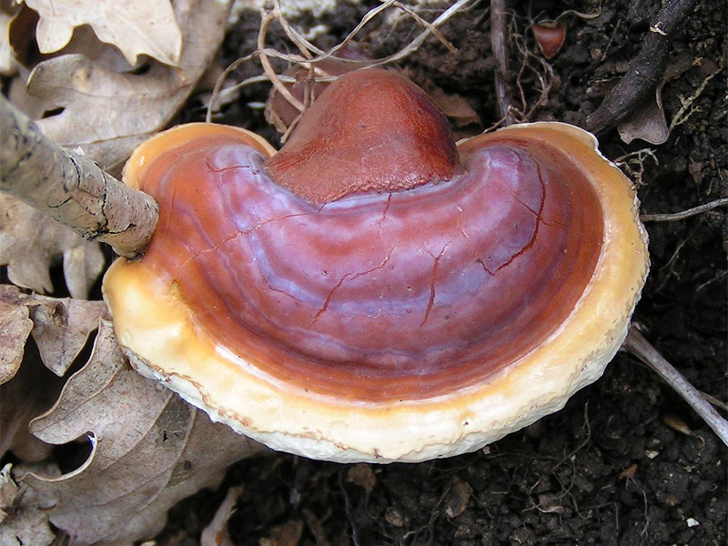 Ecosystem - Ganoderma lucidum